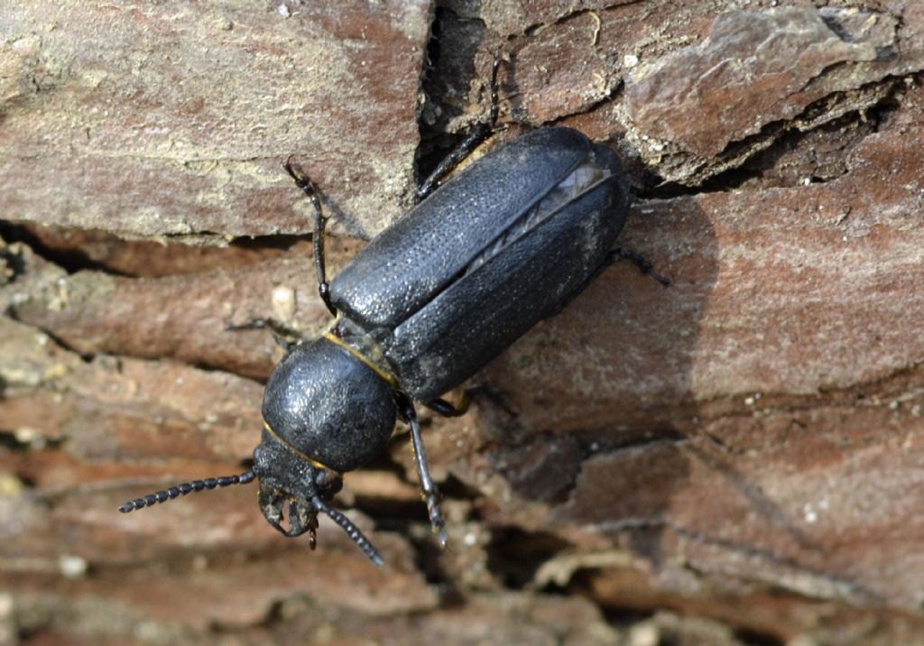 Spondylis buprestoides, Cerambycidae